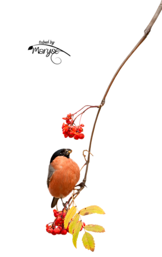 őszi állatok_76.png